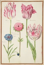 PD.109-1973.f37 Tre «knekte» tulipaner, kornblomst og anemone